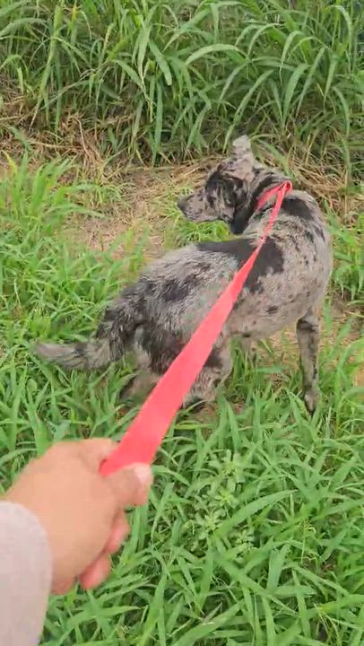 Enlarge Whiskey, an adopted mixed breed in Paramus, NJ video 5/5