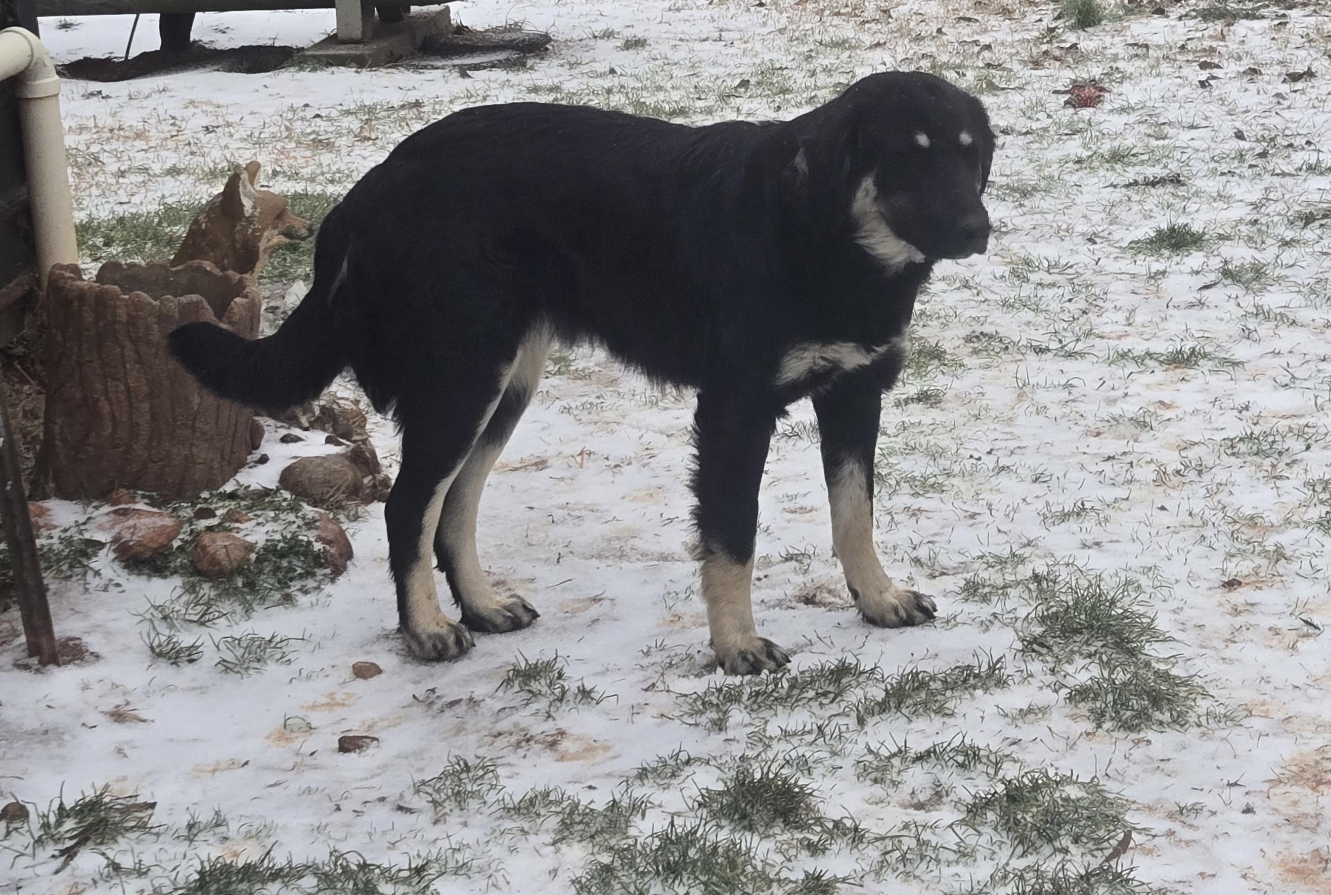 Enlarge Willow, a ADOPTABLE mixed breed in Abbeville, SC image 1/5