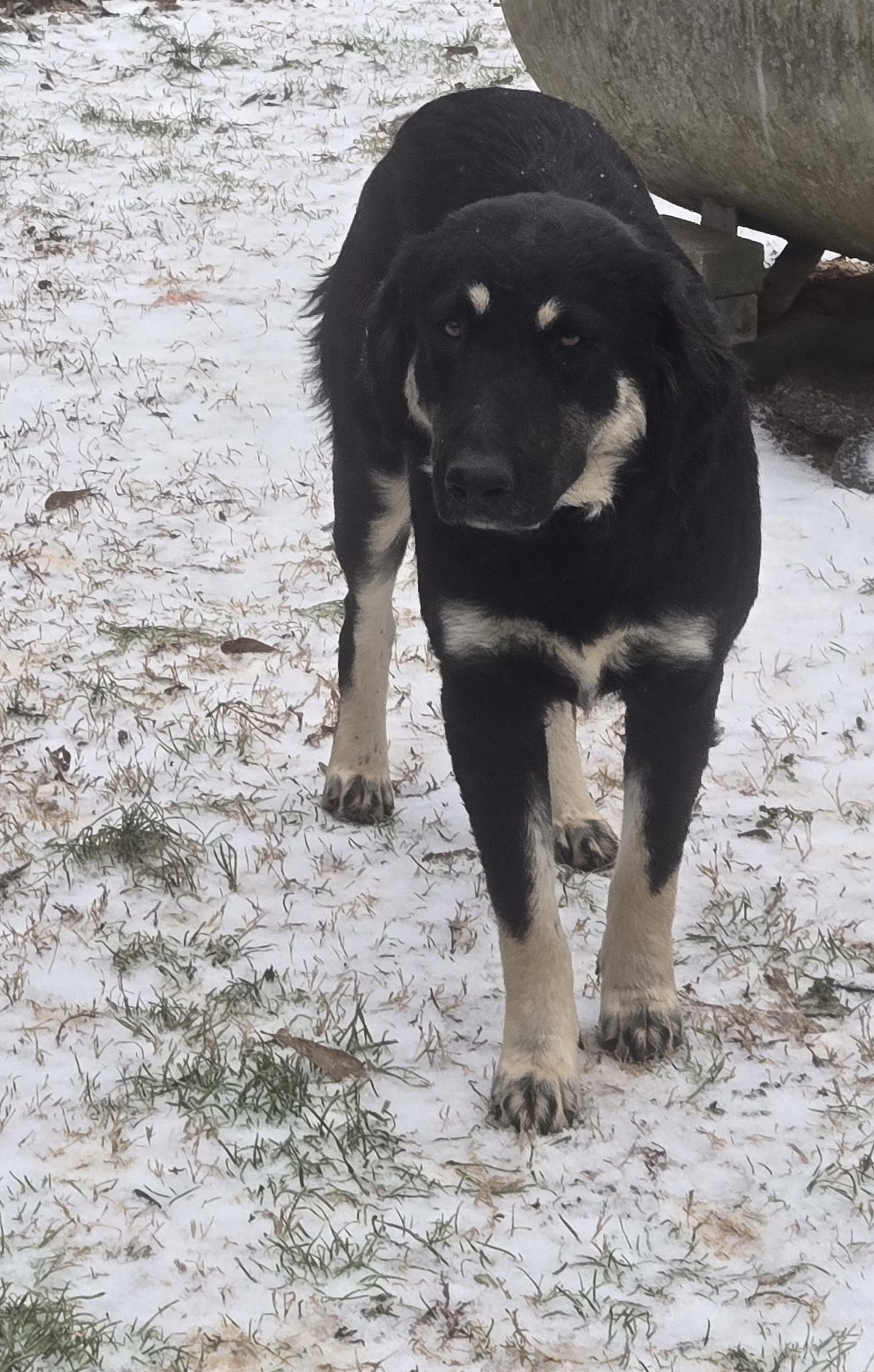 Enlarge Willow, a ADOPTABLE mixed breed in Abbeville, SC image 5/5