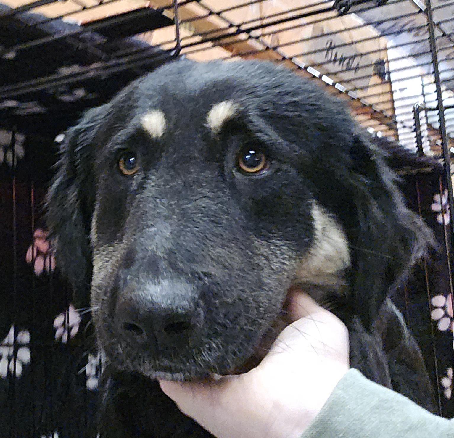 Enlarge Willow, a ADOPTABLE mixed breed in Abbeville, SC image 2/5