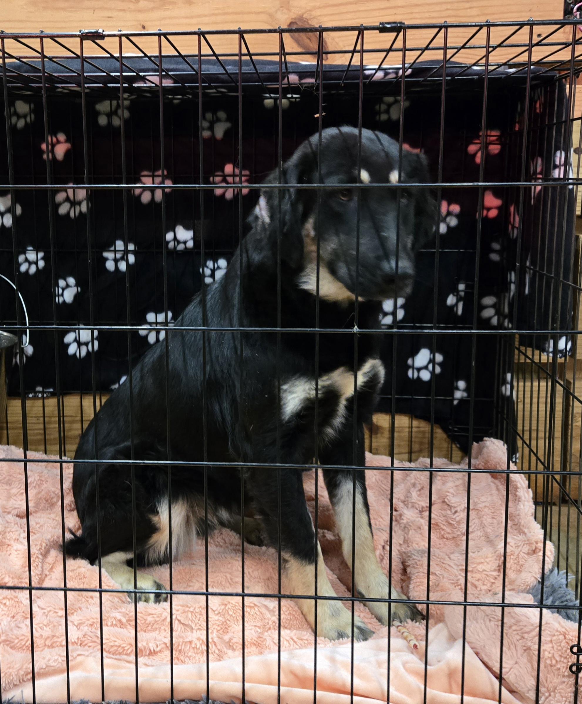 Enlarge Willow, a ADOPTABLE mixed breed in Abbeville, SC image 4/5