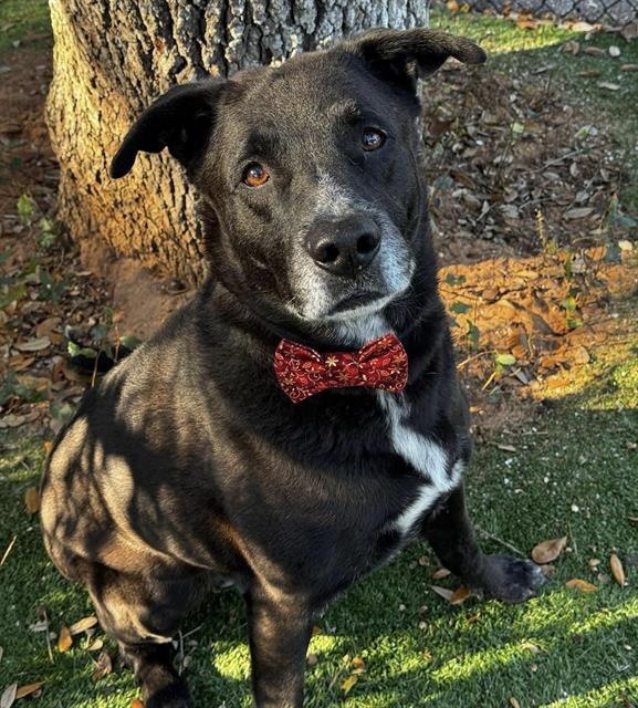 KUMA, Adoptable, Adult Male Labrador Retriever & German Shepherd Dog.