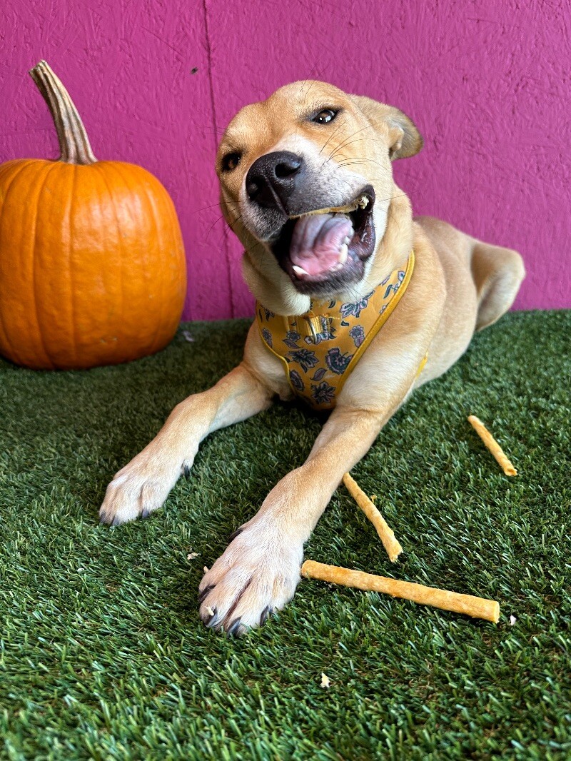 Dog for adoption Gideon, a Yellow Labrador Retriever & Terrier Mix in