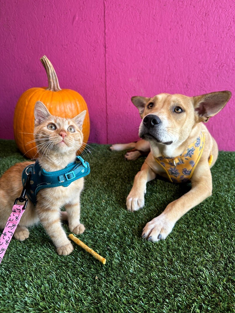 Dog for adoption Gideon, a Yellow Labrador Retriever & Terrier Mix in