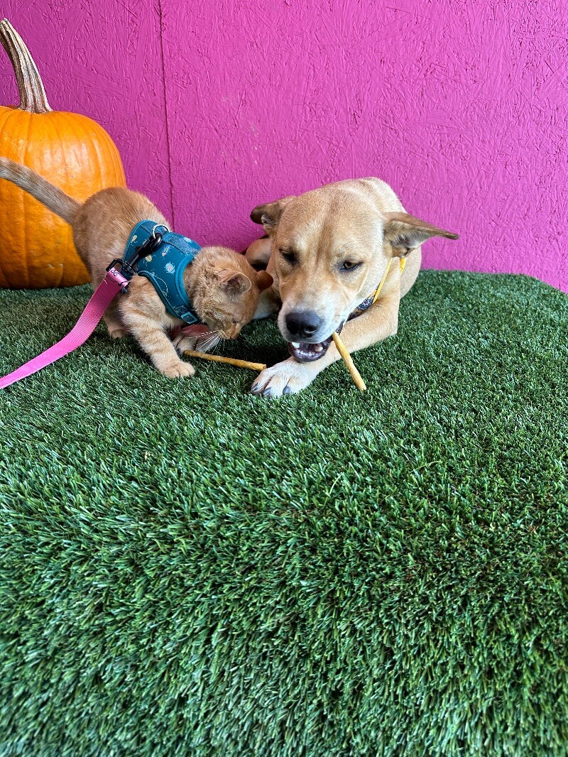 Dog for adoption Gideon, a Yellow Labrador Retriever & Terrier Mix in