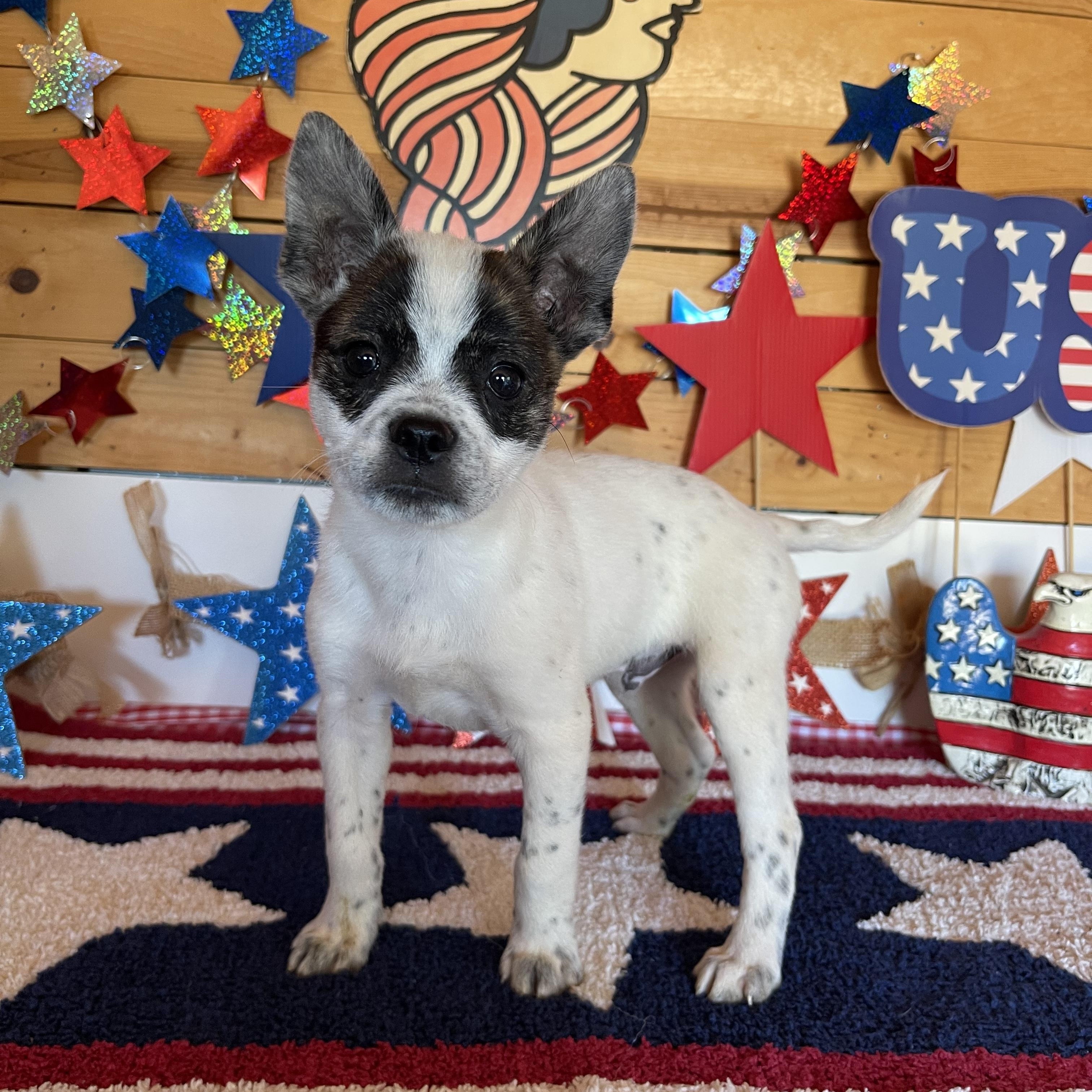 Blue, adopted, Puppy Male Boston Terrier & Jack Russell Terrier.