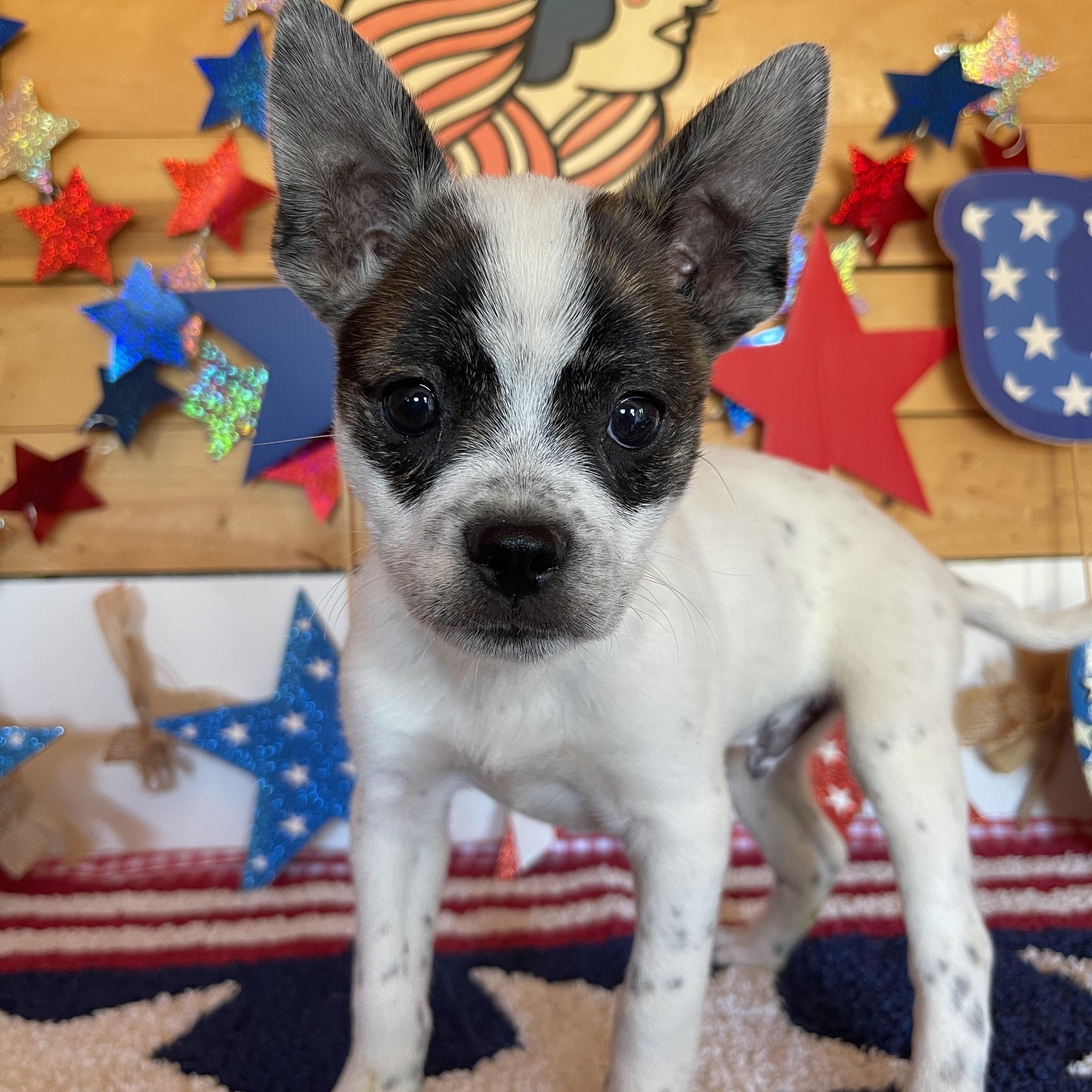 Blue, an adopted mixed breed in Vacaville, CA image 3/4