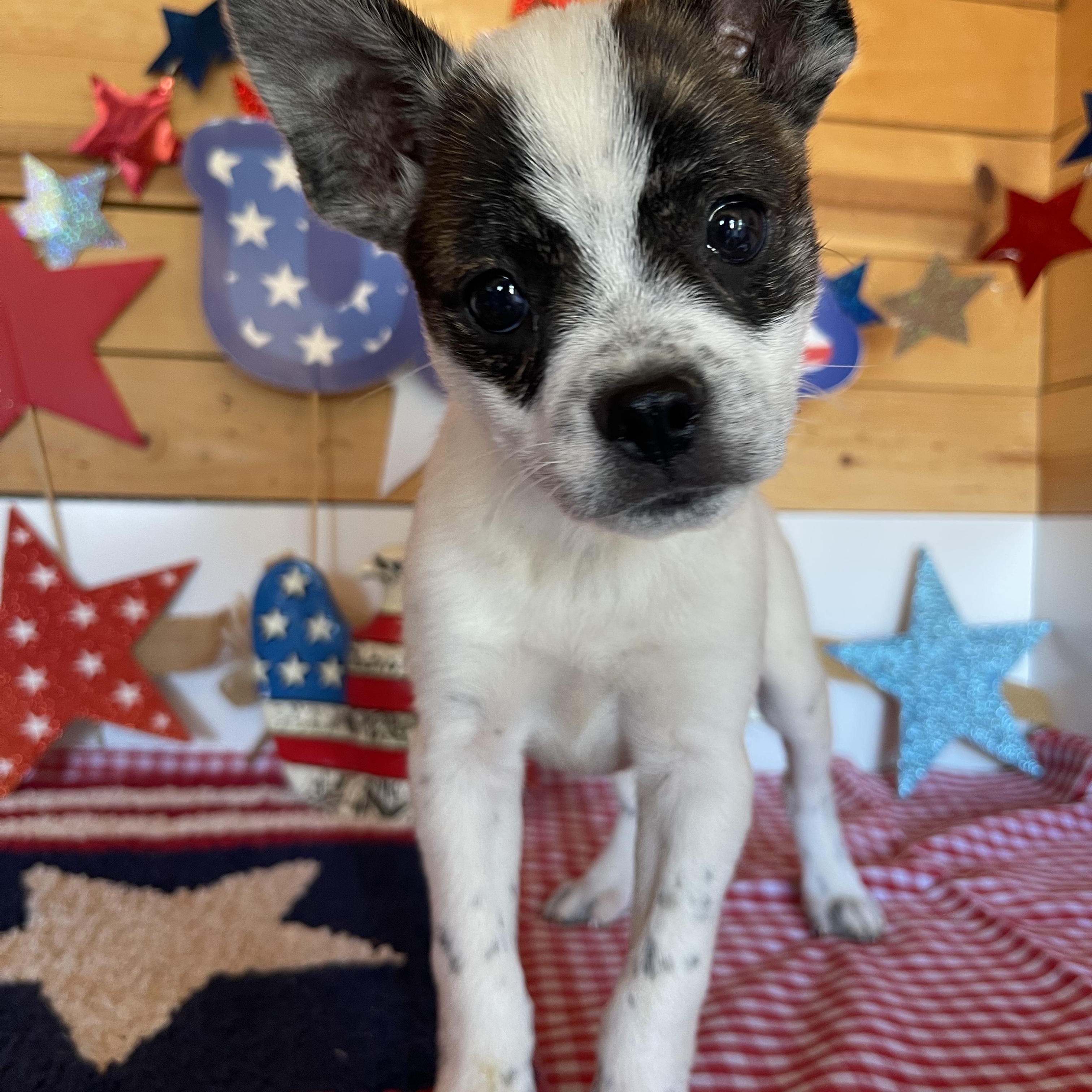 Blue, an adopted mixed breed in Vacaville, CA image 4/4