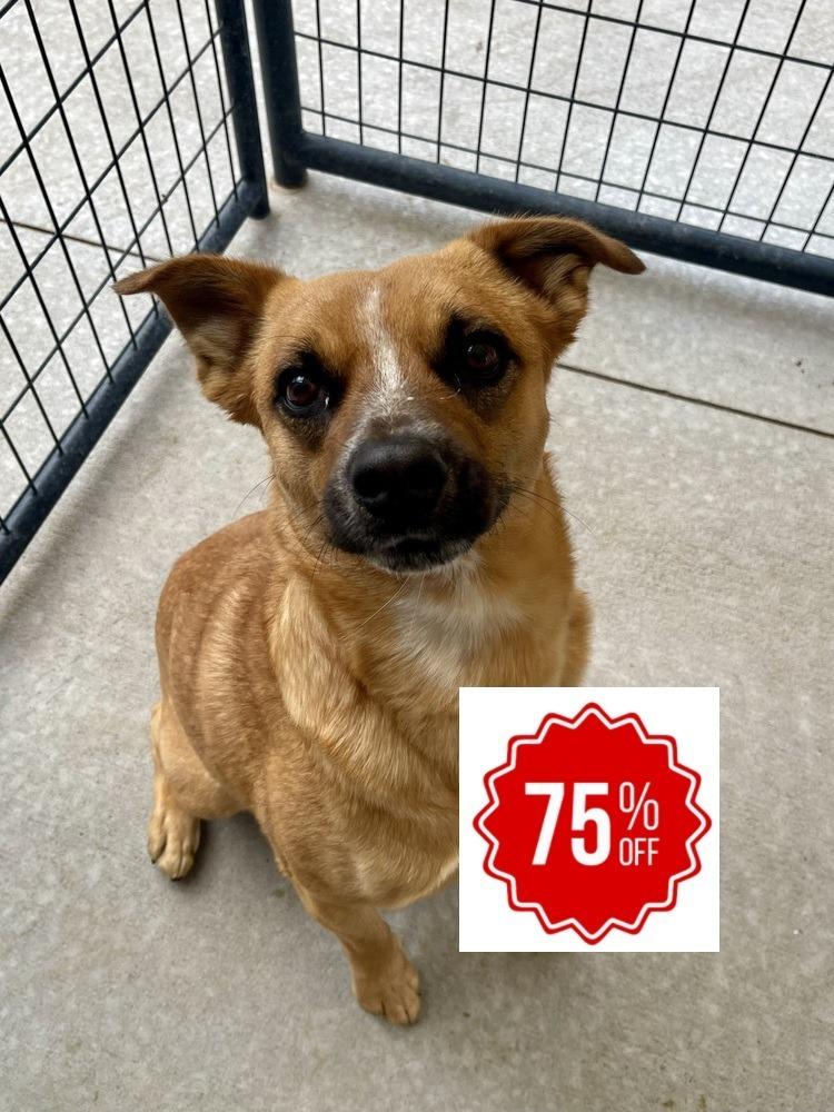 Gabe, a Adoptable mixed breed in Bolivar, MO image 2/3