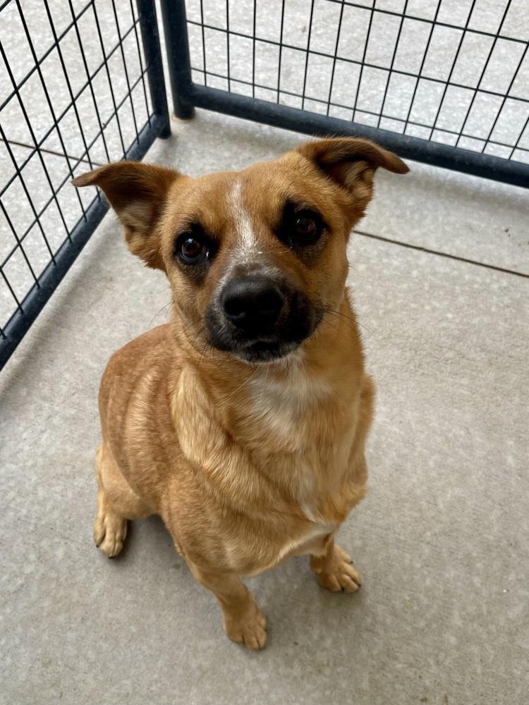 Enlarge Gabe, a Adoptable mixed breed in Bolivar, MO image 2/2