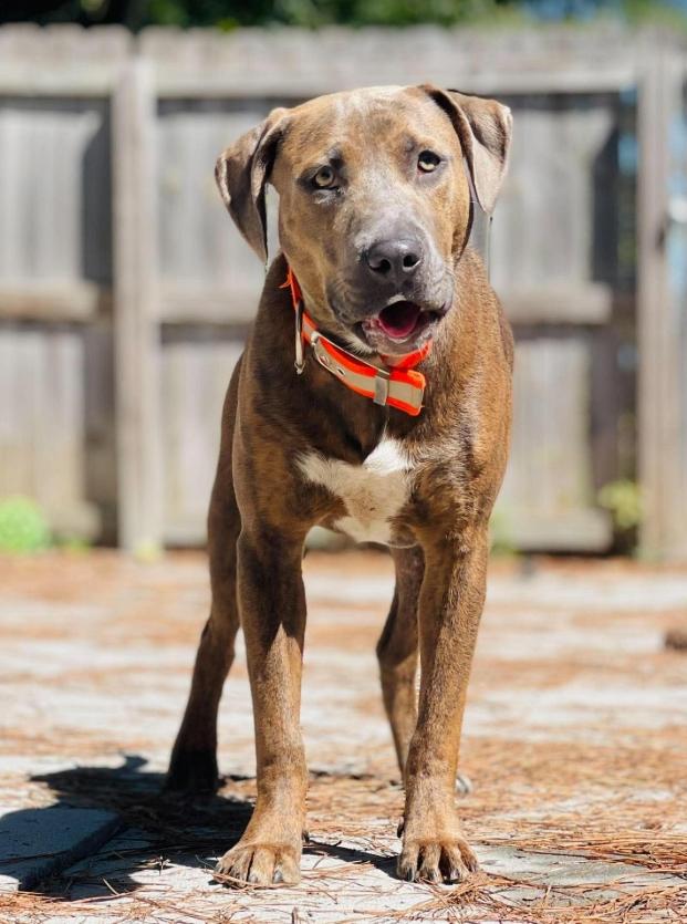 Enlarge AC-5300 'Hershey", a Adoptable mixed breed in Conyers, GA image 2/3