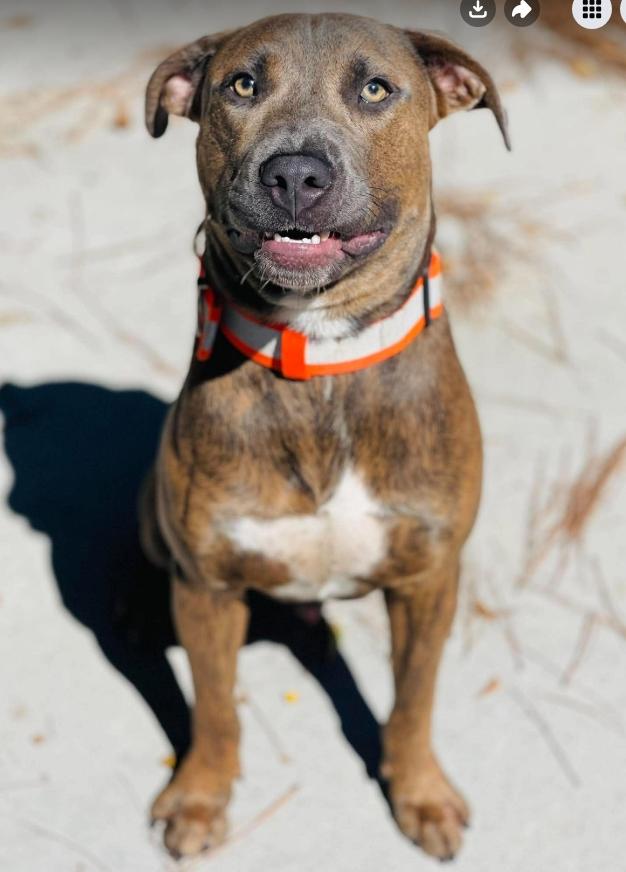 Enlarge AC-5300 'Hershey", a Adoptable mixed breed in Conyers, GA image 1/3