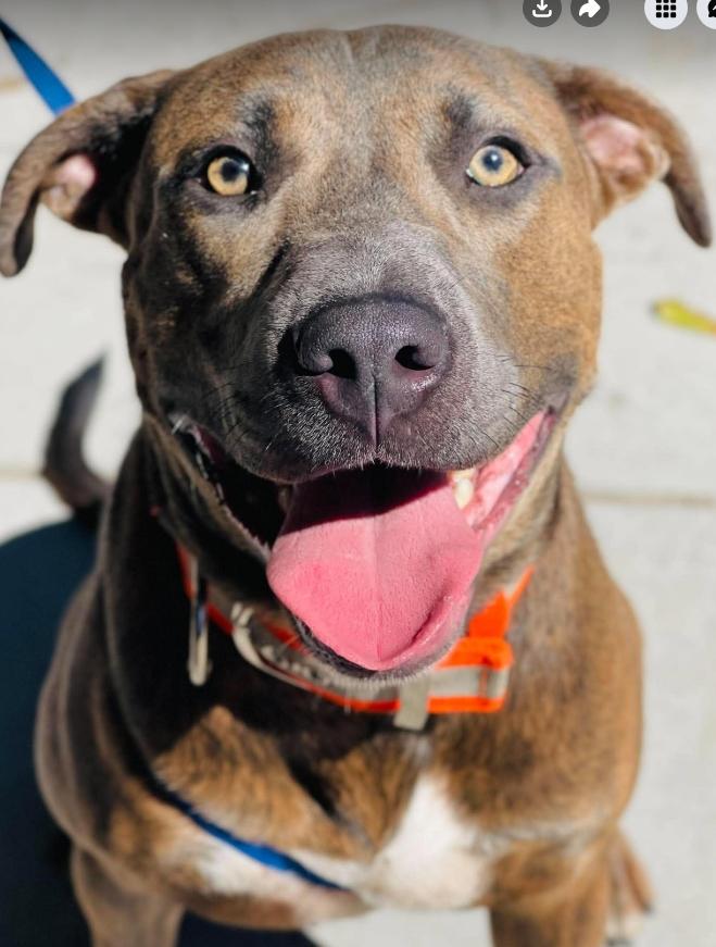 Enlarge AC-5300 'Hershey", a Adoptable mixed breed in Conyers, GA image 3/3