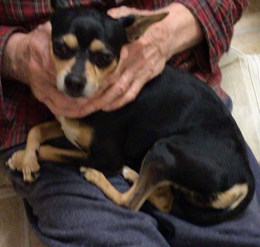Blackie, Adoptable, Young Male Chihuahua.