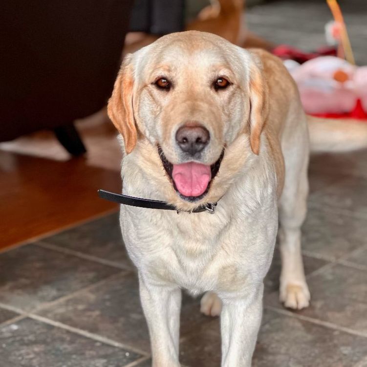 Millie, Adopted, Adult Female Yellow Labrador Retriever.