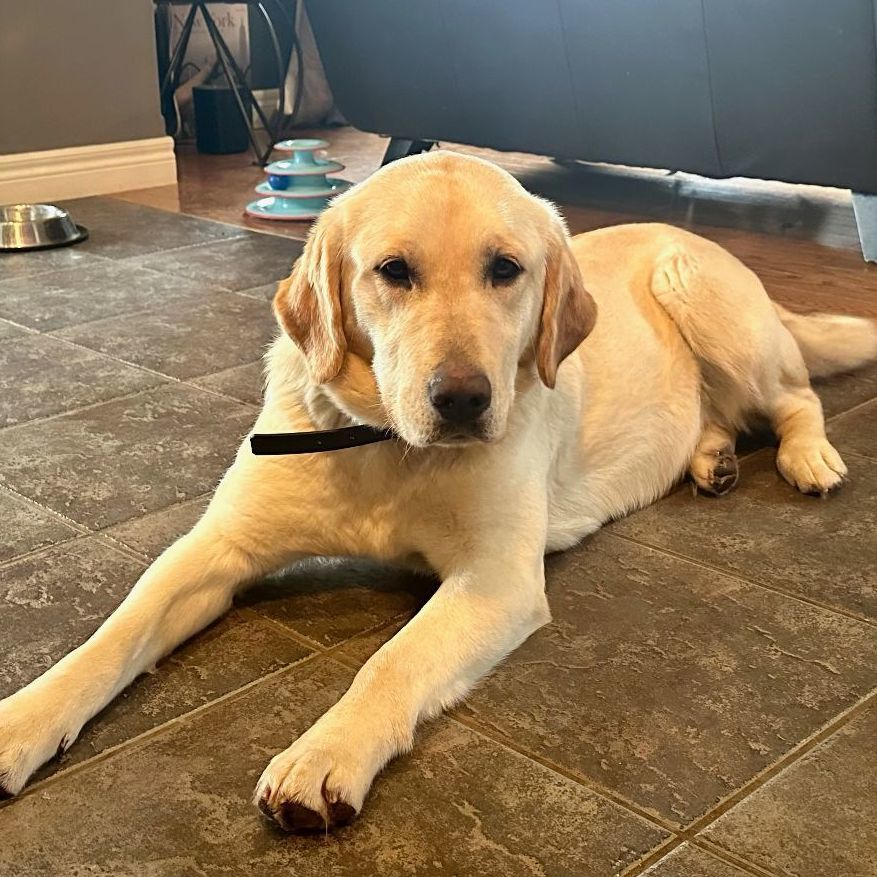 Enlarge Millie, a Adopted Yellow Labrador Retriever in Waterloo, ON image 2/3