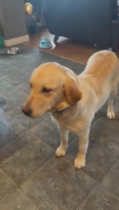 Enlarge Millie, a Adopted Yellow Labrador Retriever in Waterloo, ON video 3/3