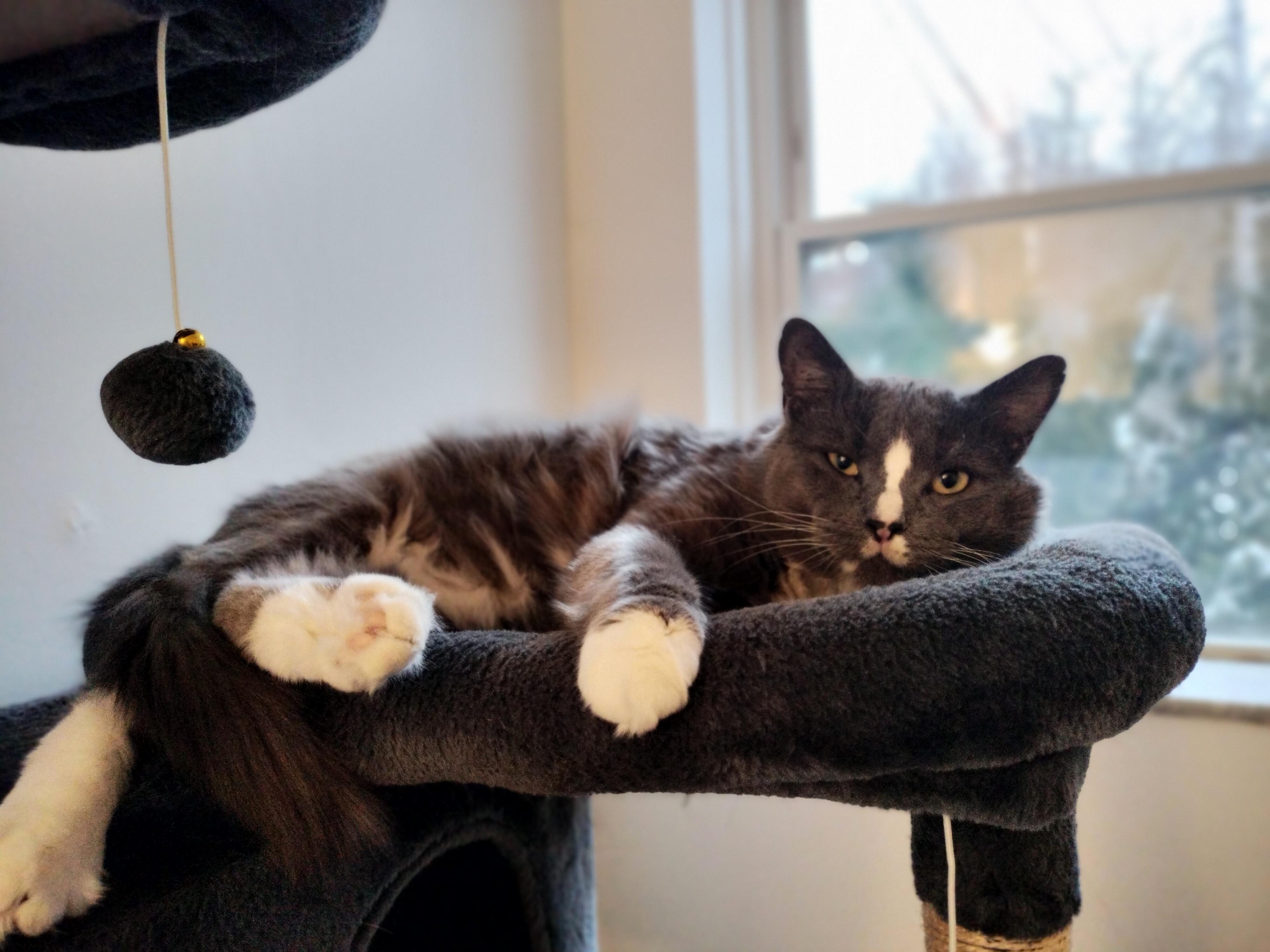 Titan, adopted, Adult Male Domestic Short Hair.