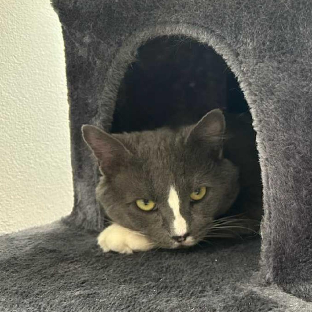 Enlarge Titan, a ADOPTABLE Domestic Short Hair in Pittsburgh, PA image 2/6