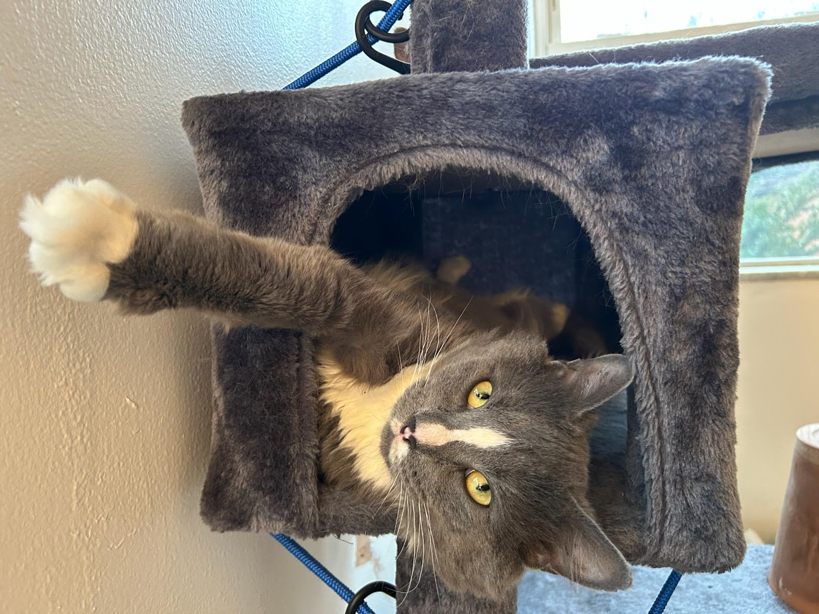 Titan, ADOPTABLE, Adult Male Domestic Short Hair.