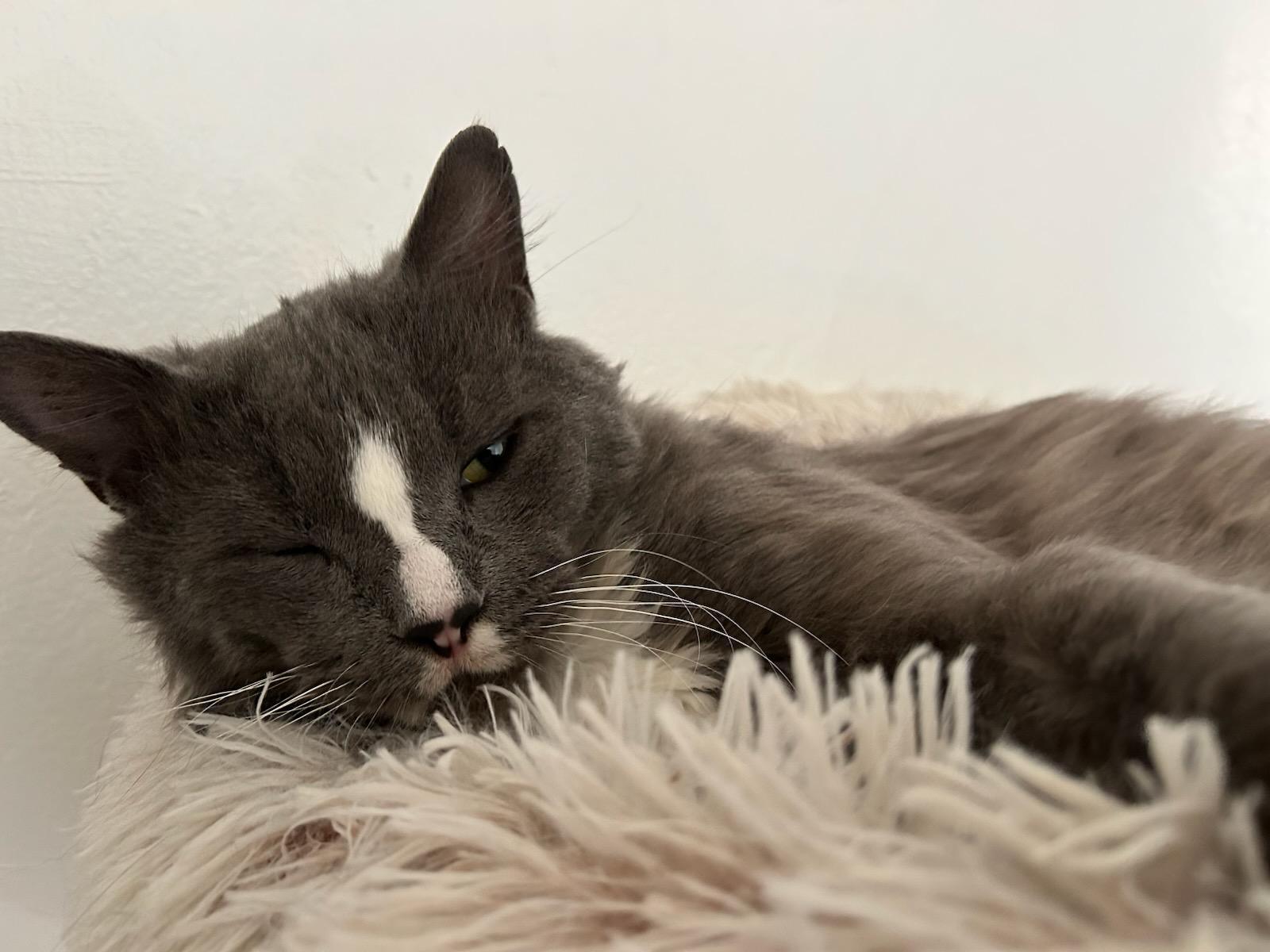 Enlarge Titan, a ADOPTABLE Domestic Short Hair in Pittsburgh, PA image 5/6