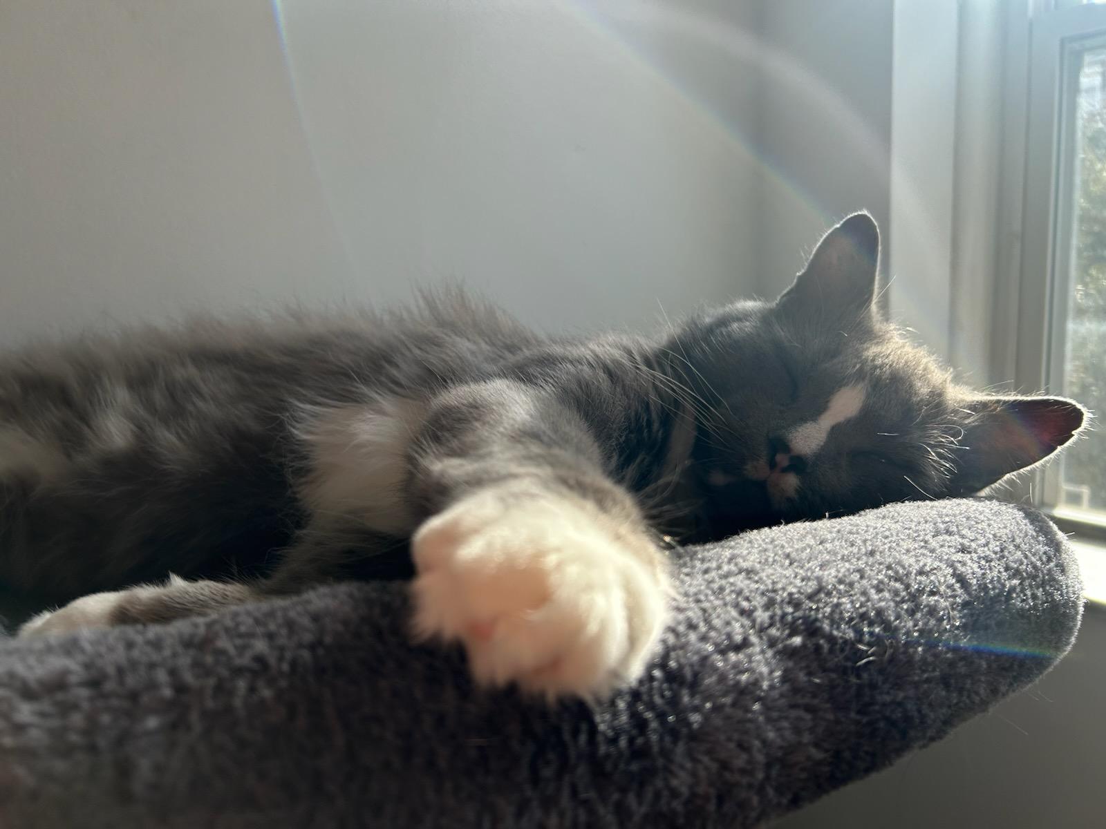 Enlarge Titan, a ADOPTABLE Domestic Short Hair in Pittsburgh, PA image 6/6