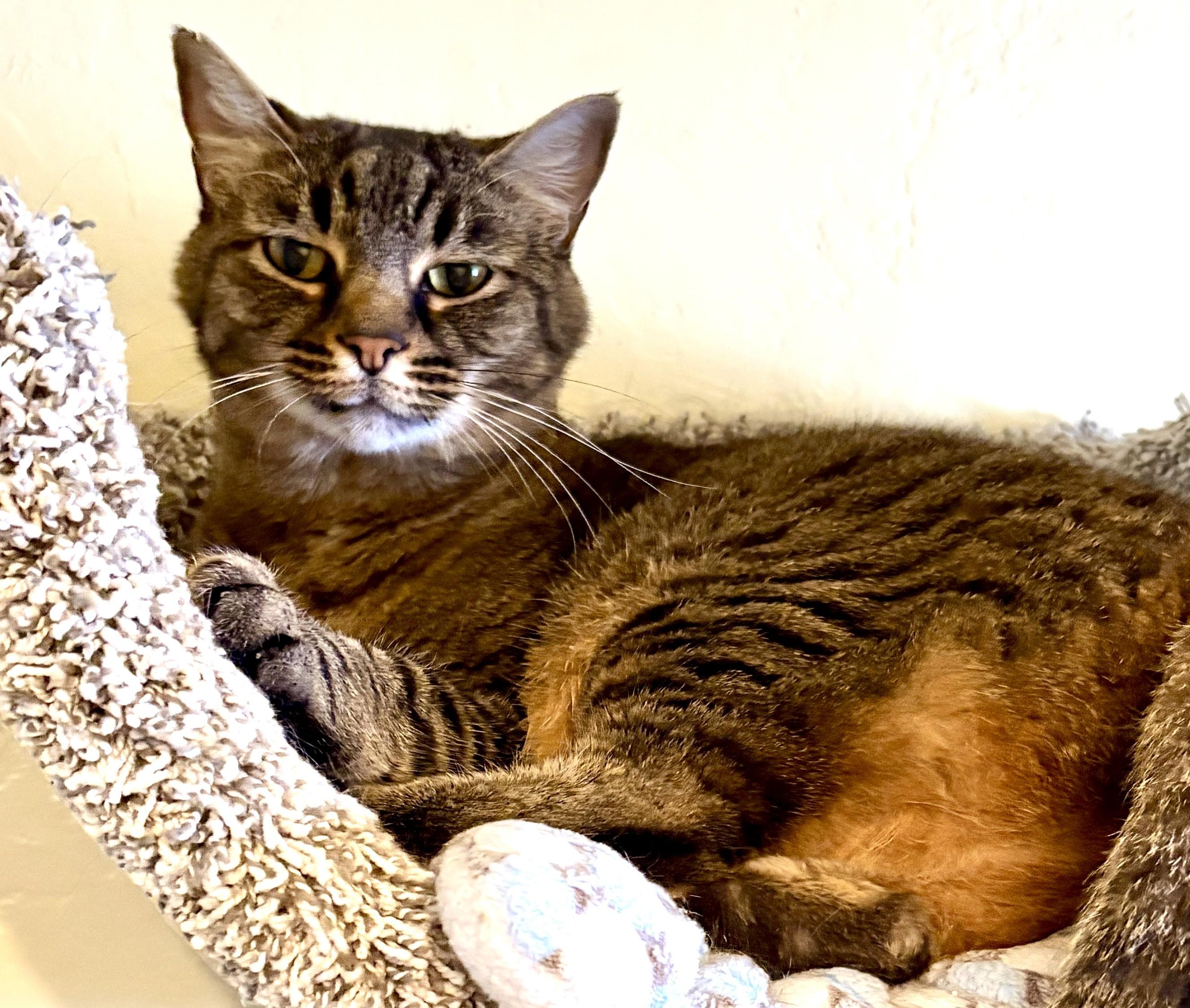 LIBBY, Adoptable, Adult Female Tabby.