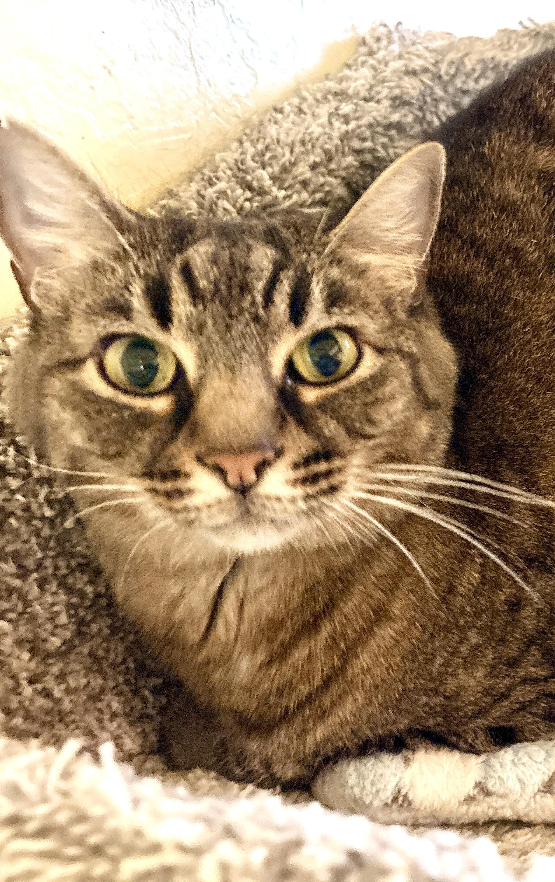 Enlarge LIBBY, a Adoptable Tabby in Prescott, AZ image 2/5
