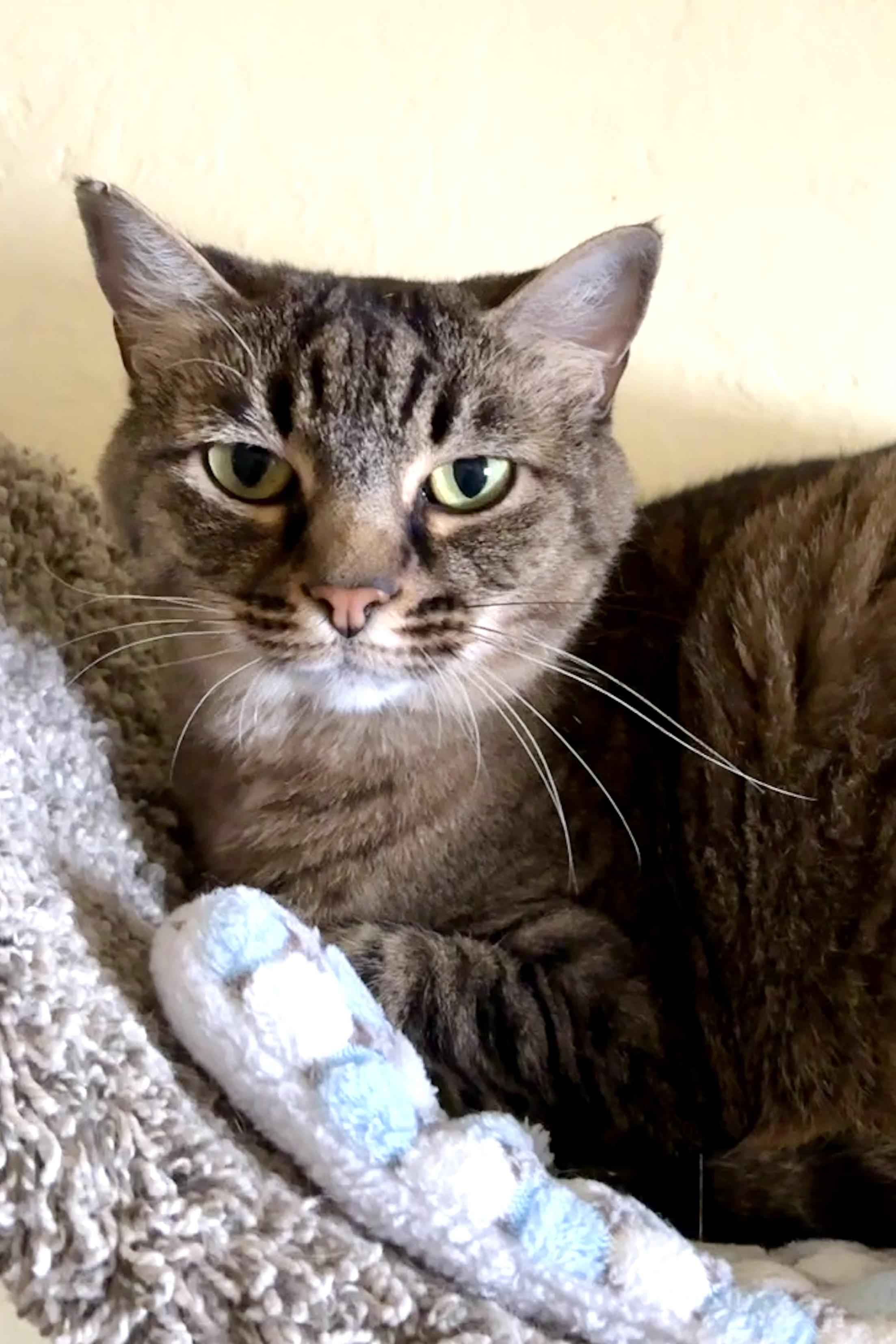 Enlarge LIBBY, a Adoptable Tabby in Prescott, AZ image 3/5