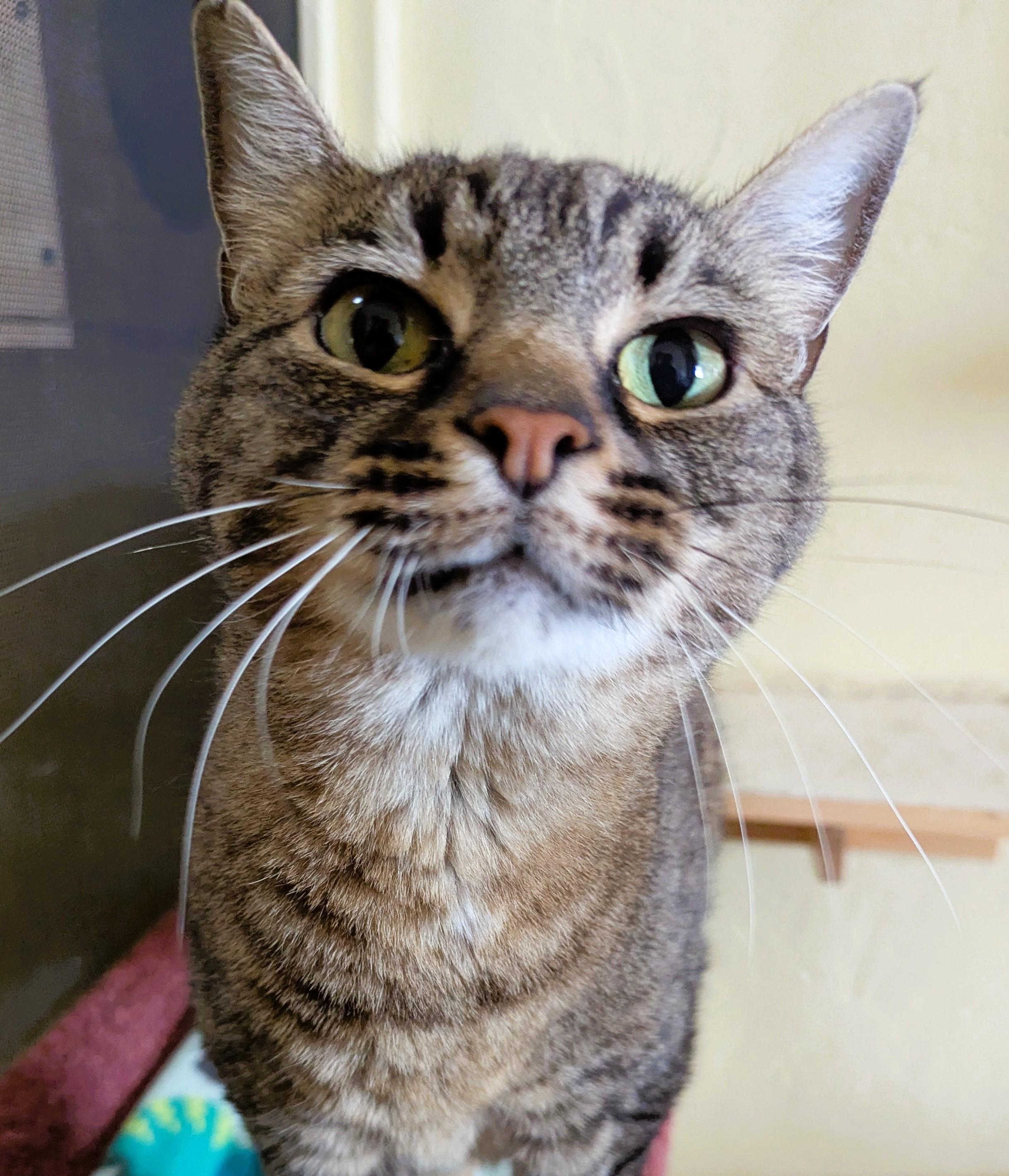 Enlarge LIBBY, a Adoptable Tabby in Prescott, AZ image 4/5
