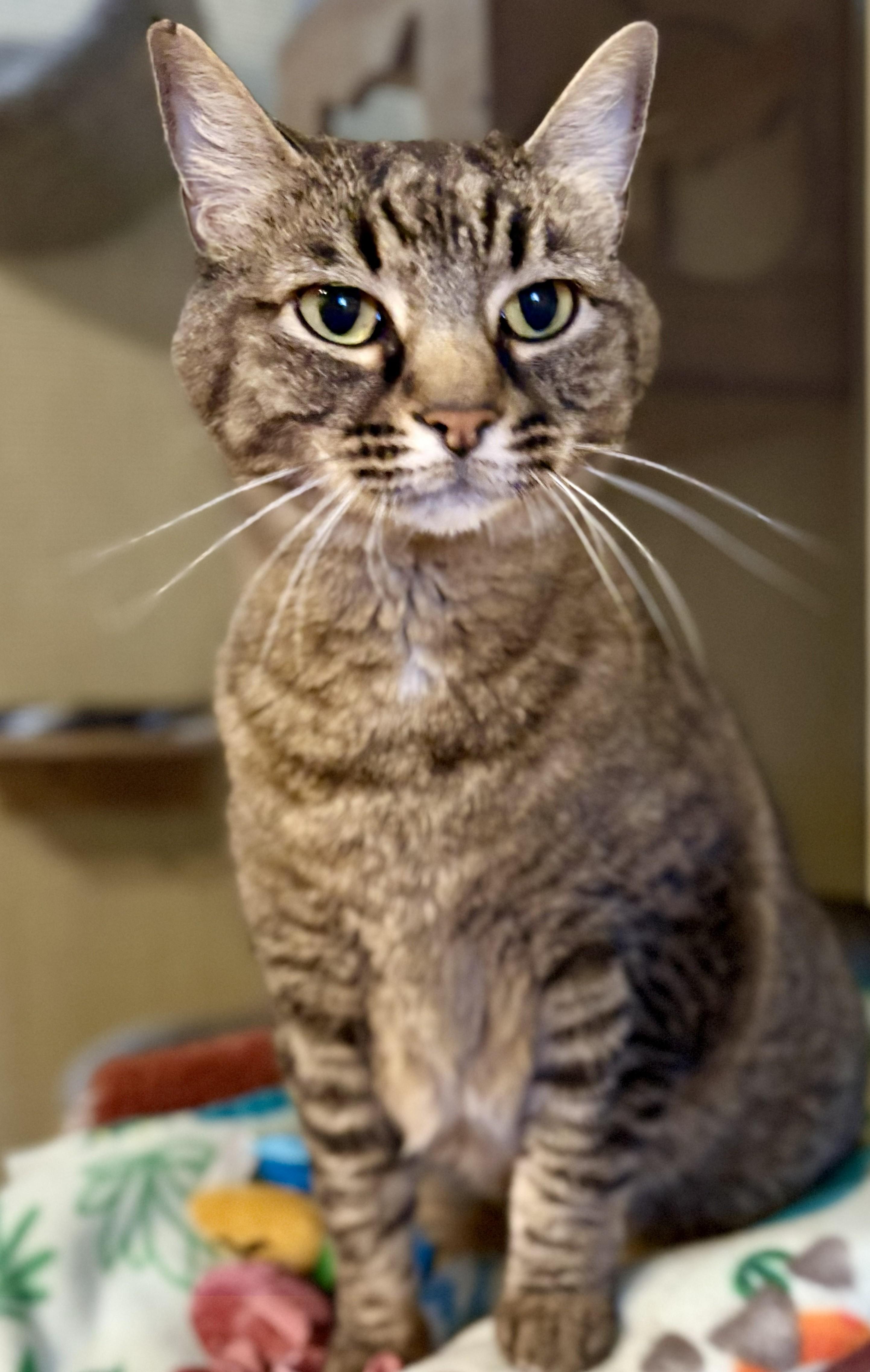 Enlarge LIBBY, a Adoptable Tabby in Prescott, AZ image 5/5