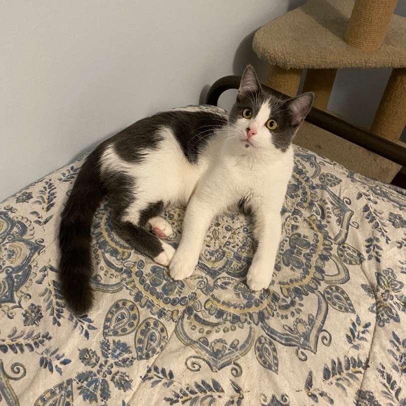 Willy & Wally , Adopted, Kitten Male Domestic Short Hair.