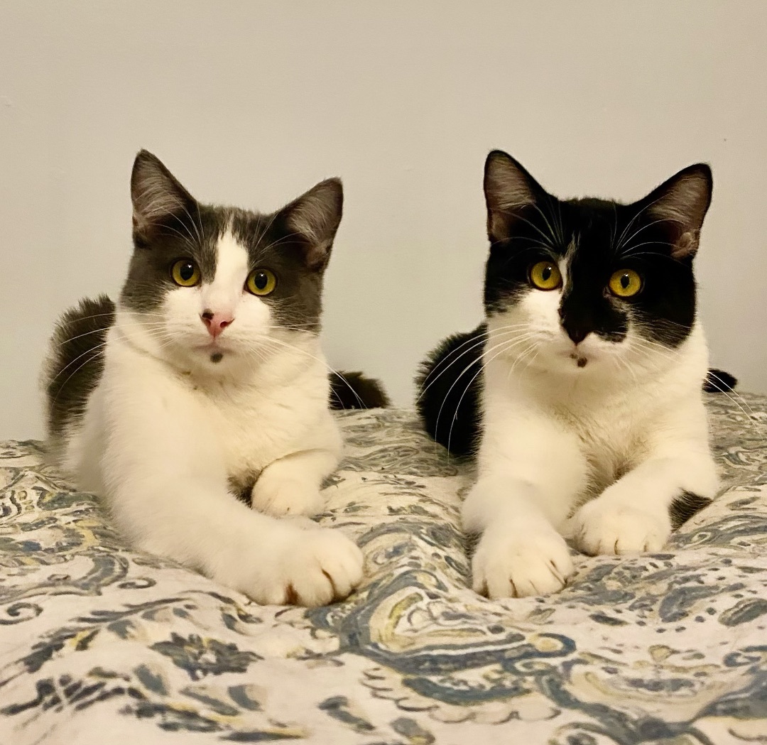 Enlarge Willy & Wally , a Adopted Domestic Short Hair in North Logan, UT image 2/3