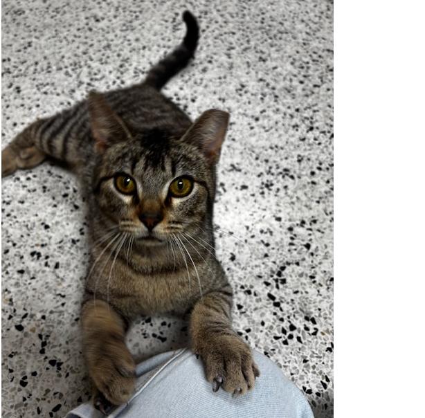 Stan, Adoptable, Adult Male Domestic Short Hair.