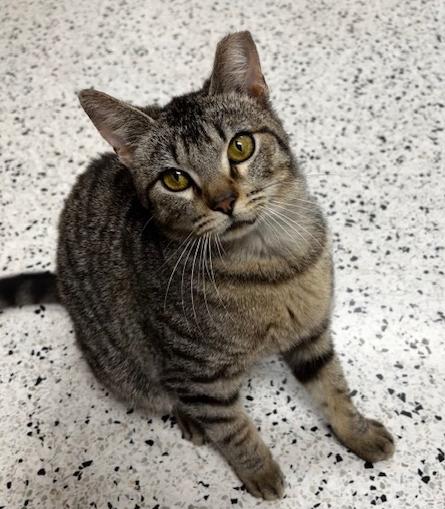Enlarge Stan, a Adoptable Domestic Short Hair in Lafayette, LA image 2/4