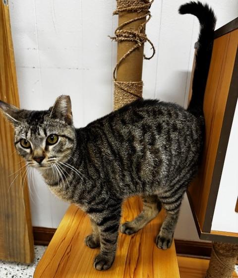 Enlarge Stan, a Adoptable Domestic Short Hair in Lafayette, LA image 3/4