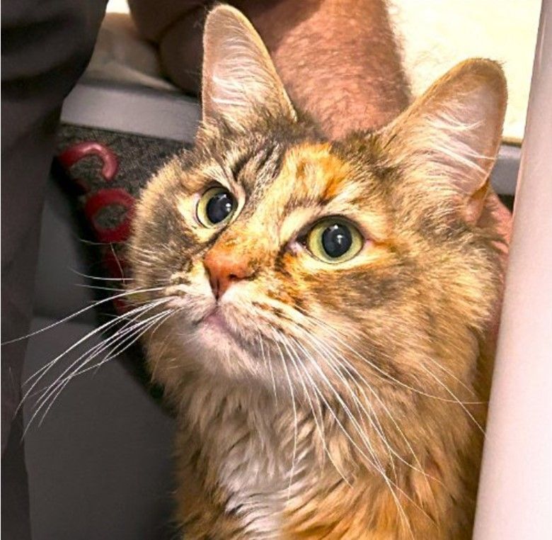 GA- Nora (MCR), Adopted, Adult Female Maine Coon & Domestic Long Hair.