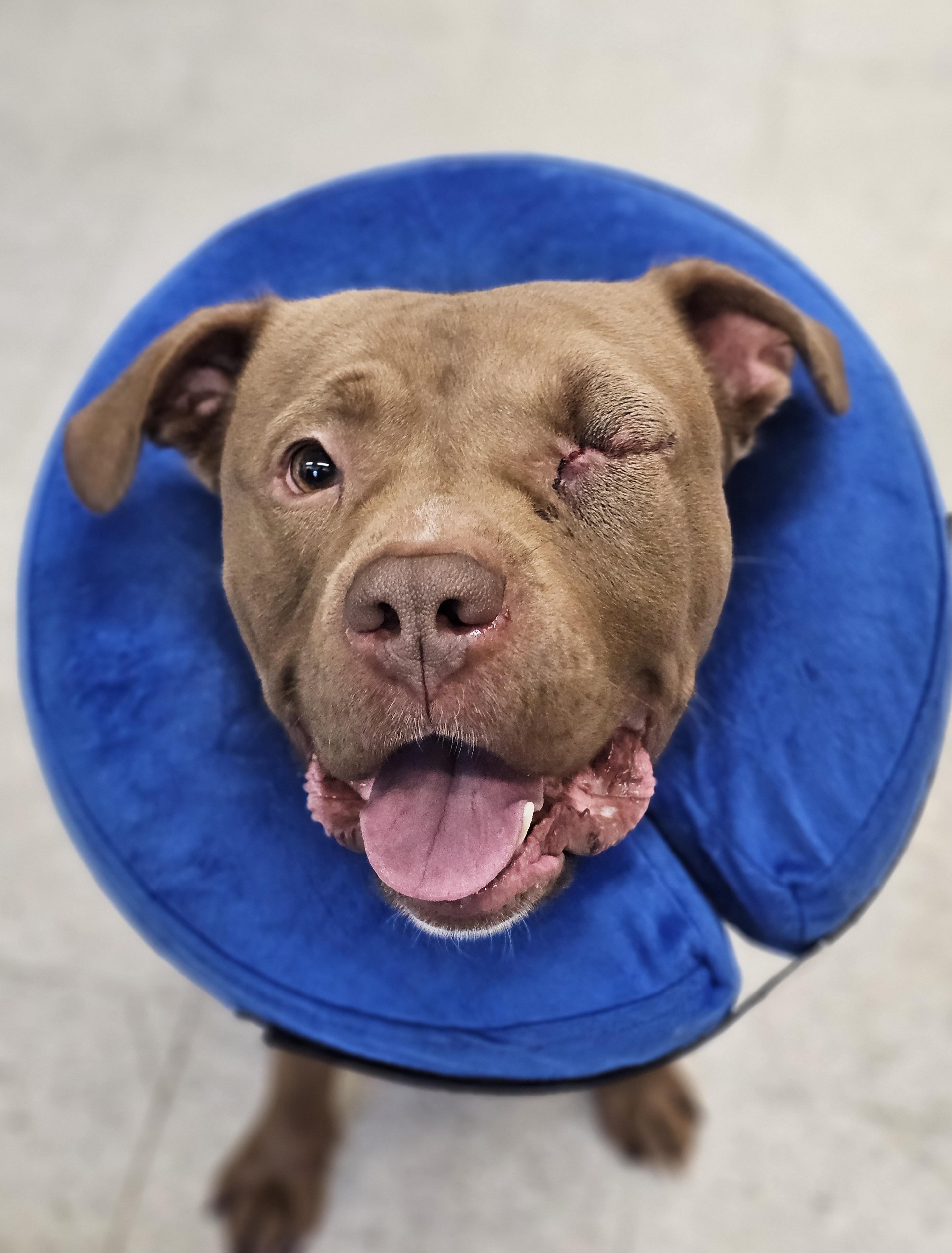 Enlarge Teach, a ADOPTABLE Pit Bull Terrier in Bay City, MI image 4/4