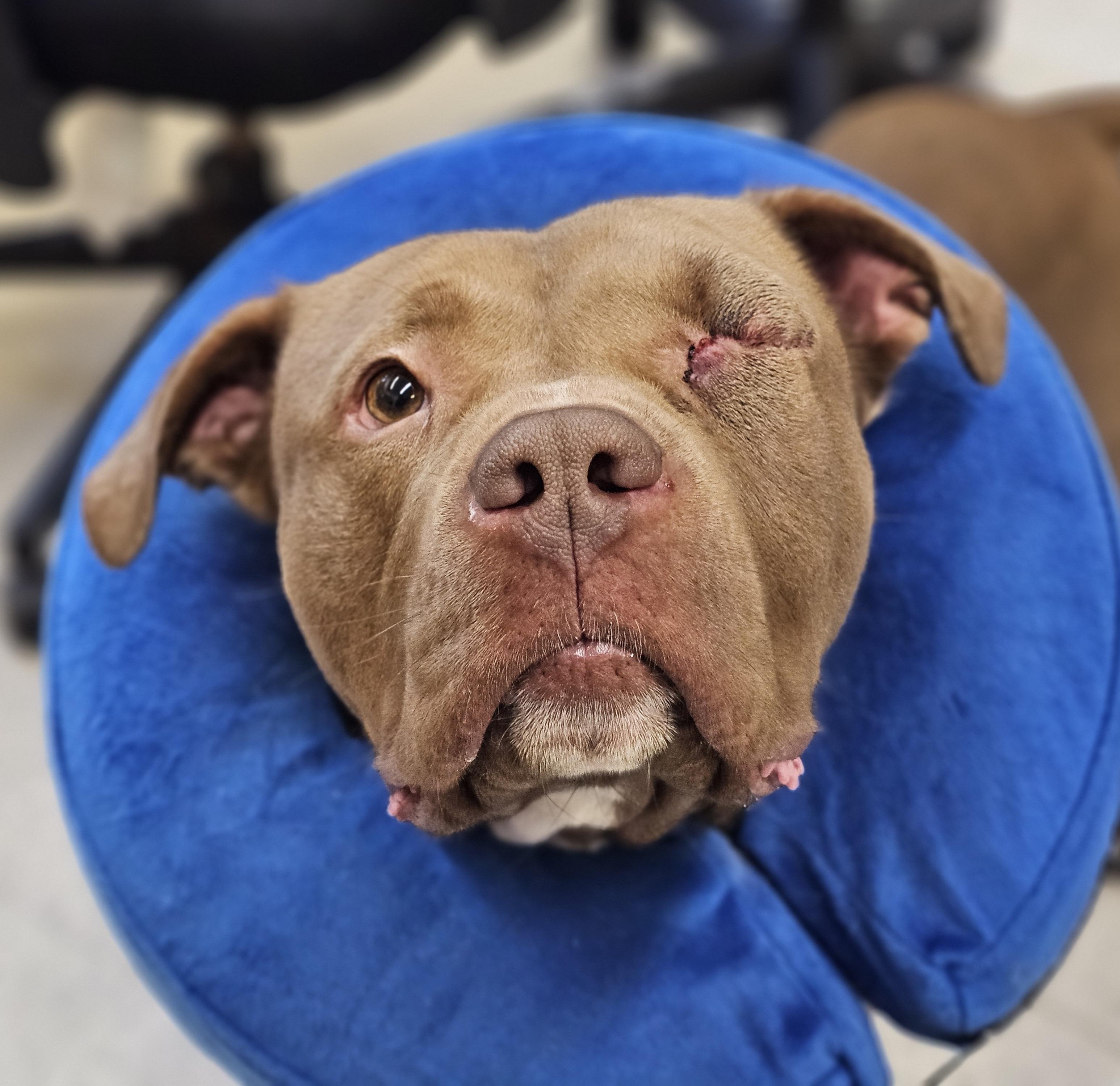 Enlarge Teach, a ADOPTABLE Pit Bull Terrier in Bay City, MI image 3/4