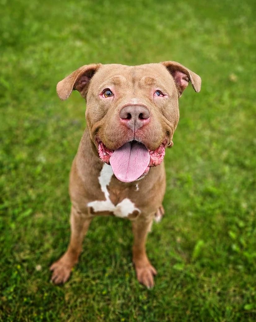 Enlarge Teach, a ADOPTABLE Pit Bull Terrier in Bay City, MI image 2/4