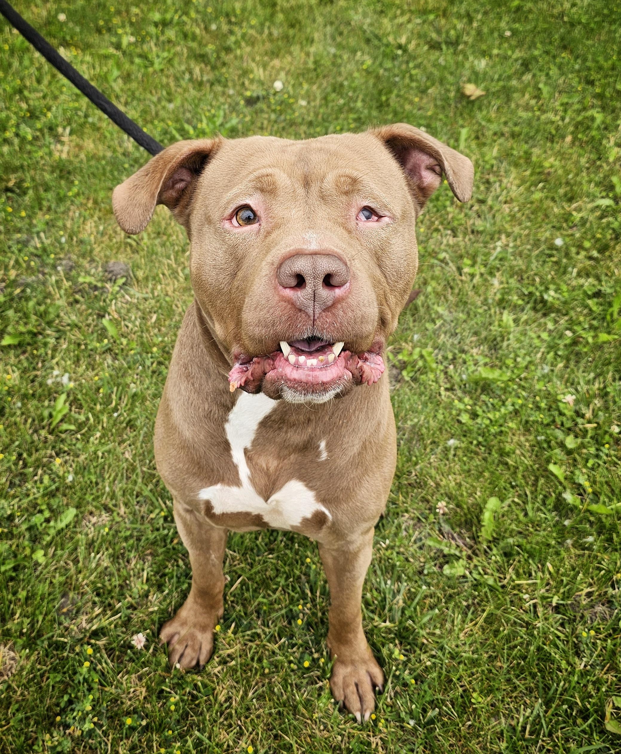 Teach, ADOPTABLE, Adult Male Pit Bull Terrier.