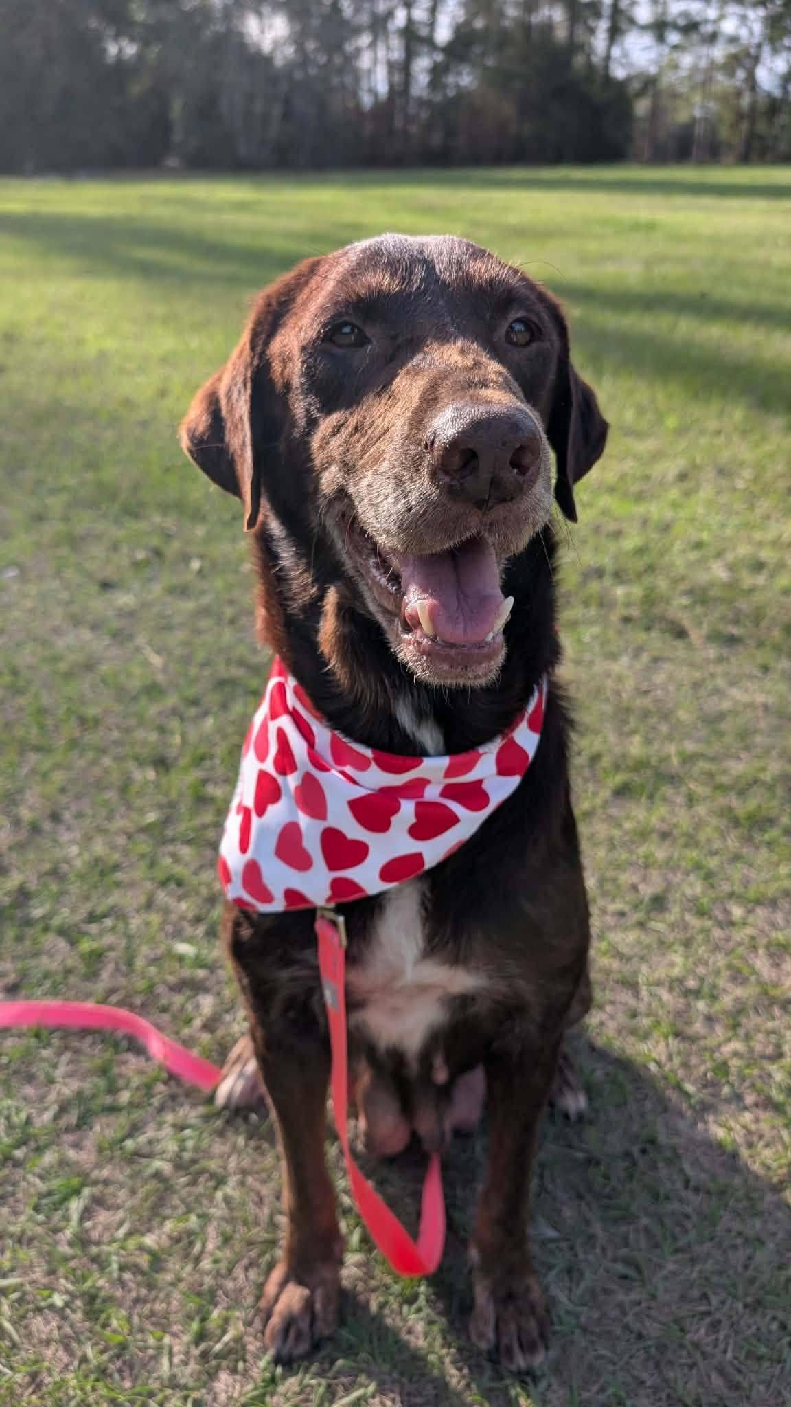 Maggie, ADOPTABLE, Adult Female Labrador Retriever.