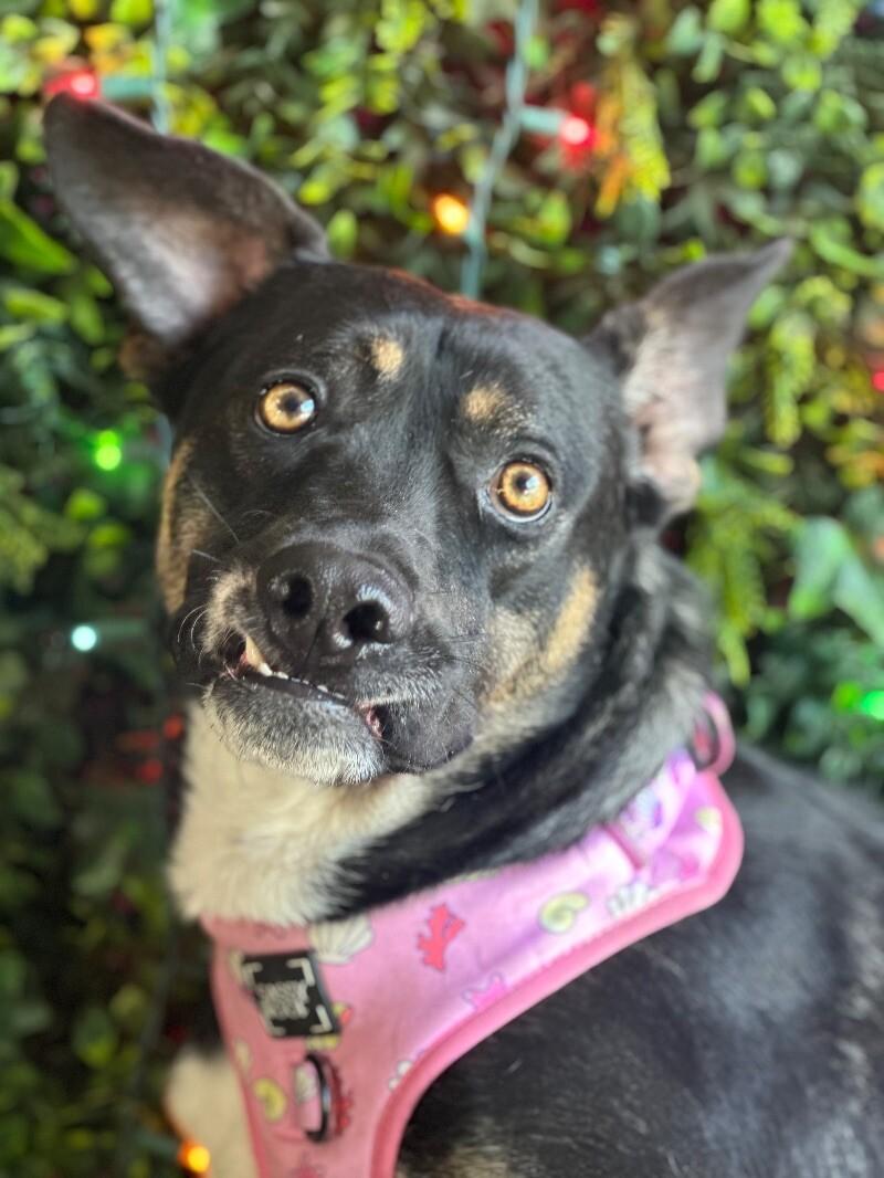 Luna-One of our Amazing Rescue Dogs, ADOPTABLE, Young • Female, Australian Kelpie & German Shepherd Dog.
