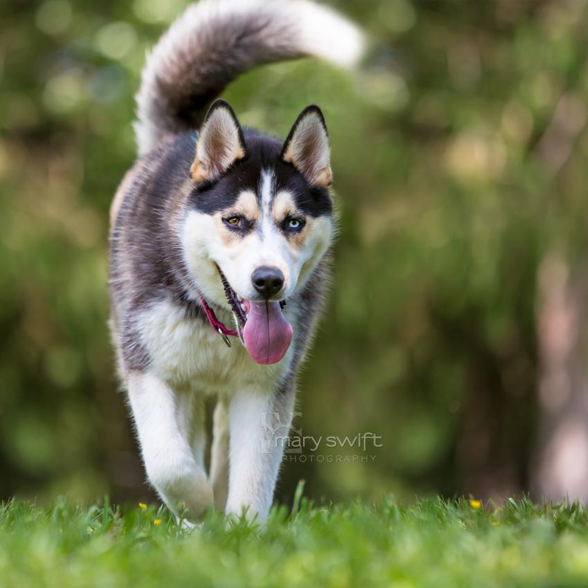 Enlarge Denali, an adoptable Siberian Husky in Reisterstown, MD image 1/4