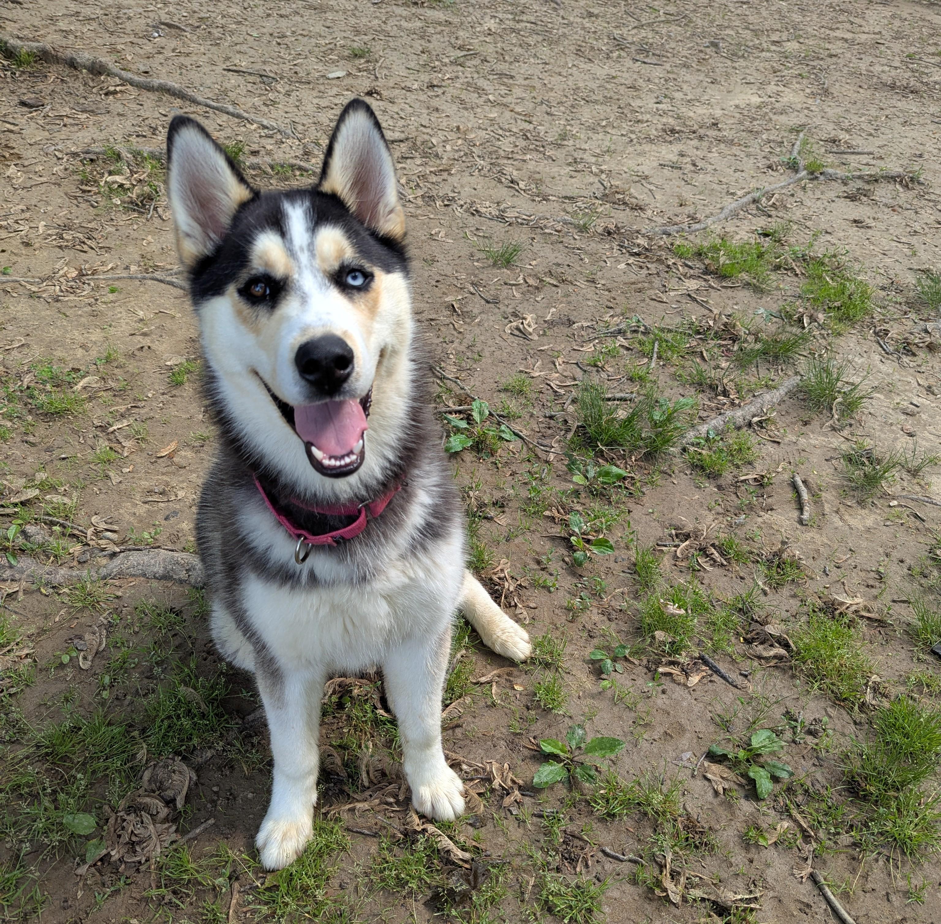 Enlarge Denali, an adoptable Siberian Husky in Reisterstown, MD image 4/4