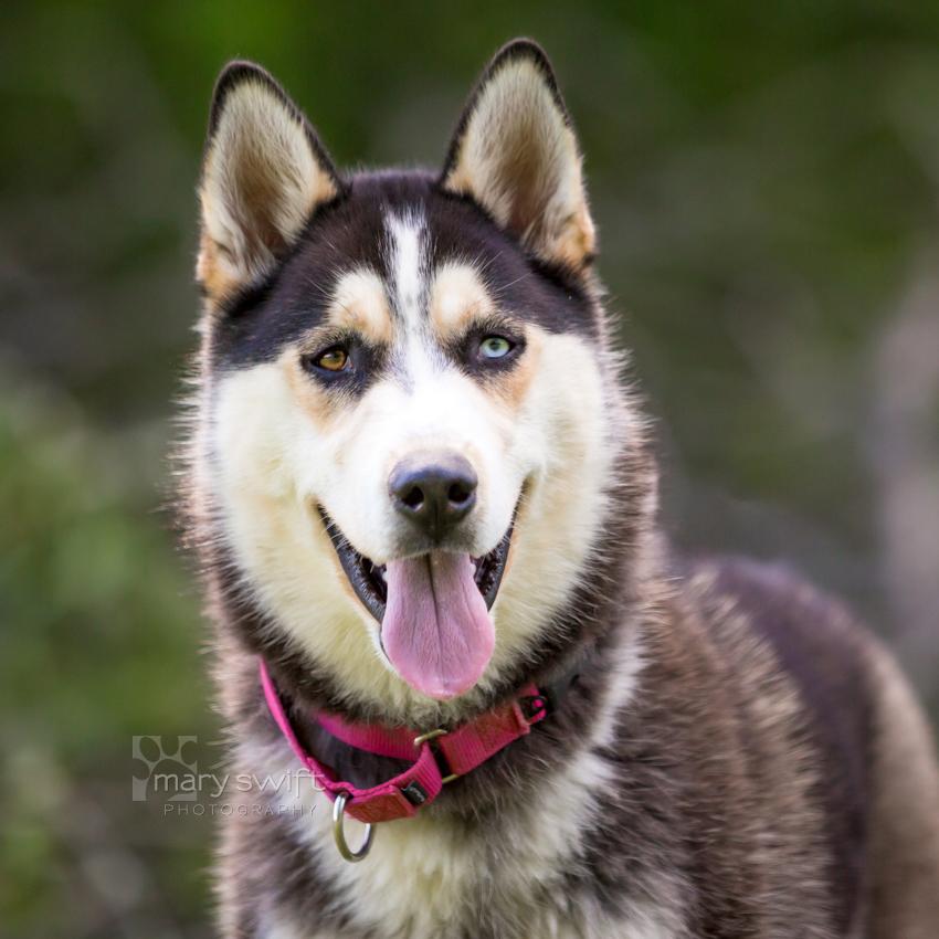 Enlarge Denali, an adoptable Siberian Husky in Reisterstown, MD image 3/4
