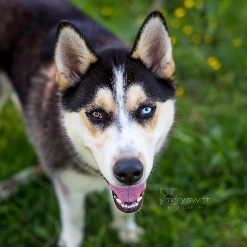 Enlarge Denali, an adoptable Siberian Husky in Reisterstown, MD image 2/4