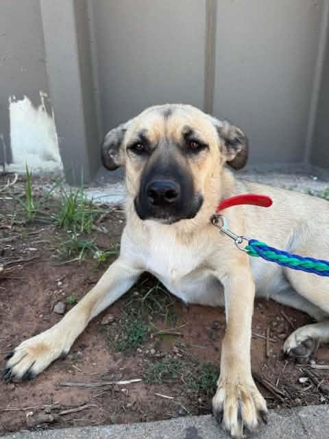 Enlarge ROSIE 425, an adopted mixed breed in Milwaukee, WI image 3/4