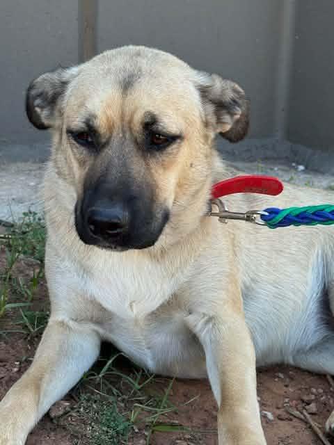 Enlarge ROSIE 425, an adopted mixed breed in Milwaukee, WI image 4/4
