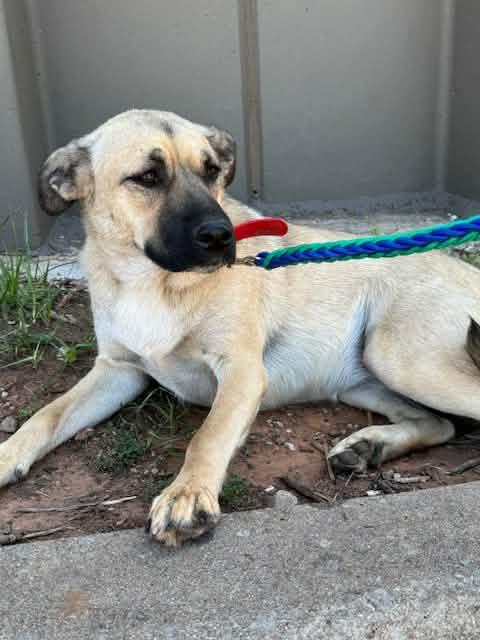 Enlarge ROSIE 425, an adopted mixed breed in Milwaukee, WI image 2/4